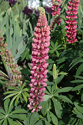 Popsicle Pink Lupine (Lupinus 'Popsicle Pink') at A Very Successful Garden Center