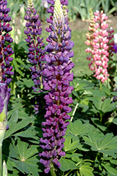 Popsicle Blue Lupine (Lupinus 'Popsicle Blue') at Green Thumb Garden Centre