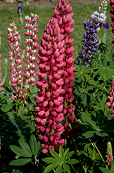 My Castle Lupine (Lupinus 'My Castle') at A Very Successful Garden Center