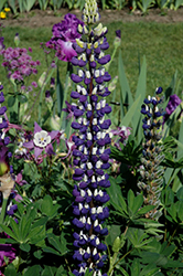 The Governor Lupine (Lupinus 'The Governor') at Stonegate Gardens