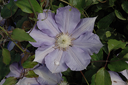 H.F. Young Clematis (Clematis 'H.F. Young') at The Mustard Seed