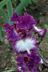 A Grape Fit Iris (Iris 'A Grape Fit') at Stonegate Gardens