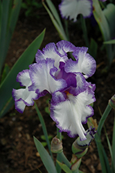 Classic Look Iris (Iris 'Classic Look') at A Very Successful Garden Center