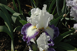 Can't Touch This Iris (Iris 'Can't Touch This') at Stonegate Gardens