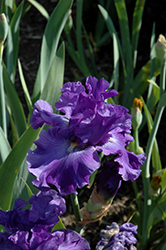 All About Blue Iris (Iris 'All About Blue') at A Very Successful Garden Center