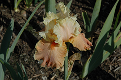 Rare Find Iris (Iris 'Rare Find') at A Very Successful Garden Center