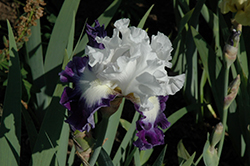 Alsea Falls Iris (Iris 'Alsea Falls') at A Very Successful Garden Center