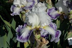 Blueberry Parfait Iris (Iris 'Blueberry Parfait') at A Very Successful Garden Center
