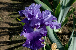 Adriatic Waves Iris (Iris 'Adriatic Waves') at A Very Successful Garden Center