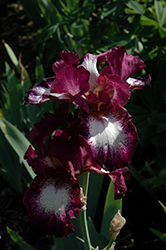 Tennison Ridge Iris (Iris 'Tennison Ridge') at A Very Successful Garden Center