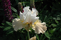 Champagne Elegance Iris (Iris 'Champagne Elegance') at A Very Successful Garden Center