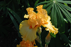 Amplified Iris (Iris 'Amplified') at A Very Successful Garden Center