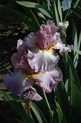 Burst Of Joy Iris (Iris 'Burst Of Joy') at A Very Successful Garden Center