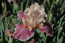 Cherry Blossom Song Iris (Iris 'Cherry Blossom Song') at A Very Successful Garden Center