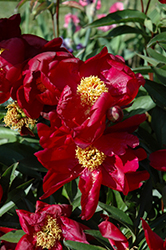 Lights Out Peony (Paeonia 'Lights Out') at A Very Successful Garden Center