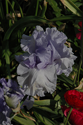 Blue Hour Iris (Iris 'Blue Hour') at Stonegate Gardens