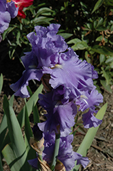 Astro Blue Iris (Iris 'Astro Blue') at Stonegate Gardens
