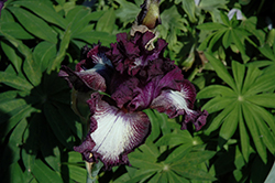 Blackberry Tease Iris (Iris 'Blackberry Tease') at A Very Successful Garden Center