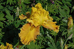 Blazing Beacon Iris (Iris 'Blazing Beacon') at A Very Successful Garden Center