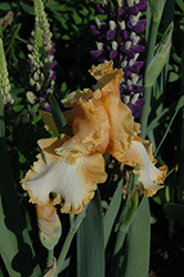 Cajun Rhythm Iris (Iris 'Cajun Rhythm') at A Very Successful Garden Center