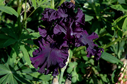 All Night Long Iris (Iris 'All Night Long') at A Very Successful Garden Center