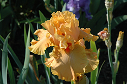 Cordoba Bearded Iris (Iris 'Cordoba') at A Very Successful Garden Center