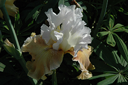 Changing Seasons Iris (Iris 'Changing Seasons') at A Very Successful Garden Center