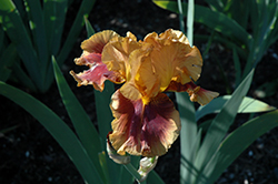 Apollodorus Iris (Iris 'Apollodorus') at A Very Successful Garden Center