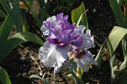 Aegean Wind Iris (Iris 'Aegean Wind') at Stonegate Gardens