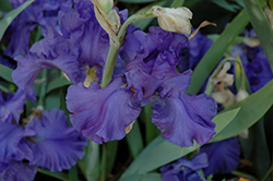 Breakers Iris (Iris 'Breakers') at A Very Successful Garden Center
