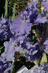Agua Fresca Iris (Iris 'Agua Fresca') at A Very Successful Garden Center