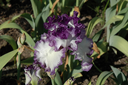 American Classic Iris (Iris 'American Classic') at A Very Successful Garden Center