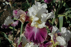 Calypso Beat Iris (Iris 'Calypso Beat') at A Very Successful Garden Center