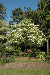 Giant Dogwood (Cornus controversa) at A Very Successful Garden Center