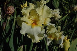 Absolute Star Iris (Iris 'Absolute Star') at A Very Successful Garden Center