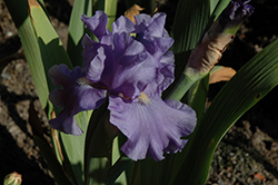 Baja Blue Iris (Iris 'Baja Blue') at A Very Successful Garden Center