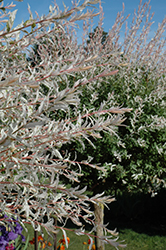 Tricolor Willow (tree form) (Salix integra 'Hakuro Nishiki (tree form)') at Stonegate Gardens