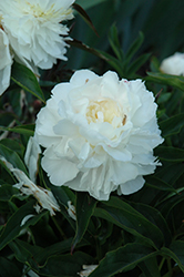 My Love Peony (Paeonia 'My Love') at A Very Successful Garden Center