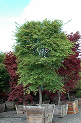Nishiki Gawa Japanese Maple (Acer palmatum 'Nishiki Gawa') at Lakeshore Garden Centres