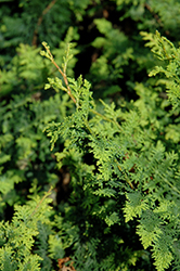 Fernspray Hinoki Falsecypress (Chamaecyparis obtusa 'Filicoides') at A Very Successful Garden Center