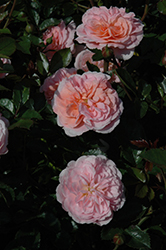 Apricot Drift Rose (Rosa 'Meimirrote') at Lakeshore Garden Centres