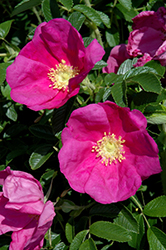 Raspberry Rugostar Rose (Rosa 'Meitozaure') at Stonegate Gardens