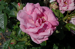 Cape Diamond Rose (Rosa 'Cape Diamond') at A Very Successful Garden Center