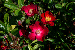 Look-A-Likes Hydrangealicious Rose (Rosa 'Harpballred') at Lakeshore Garden Centres