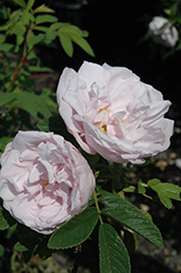 Snow Pavement Rose (Rosa 'Snow Pavement') at Stonegate Gardens