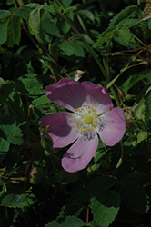 Nootka Rose (Rosa nutkana) at Lakeshore Garden Centres