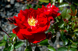 Red Ribbons Rose (Rosa 'Red Ribbons') at Lakeshore Garden Centres