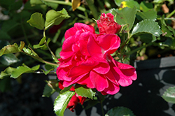 Raspberry Vigorosa Rose (Rosa 'KORtwente') at Stonegate Gardens