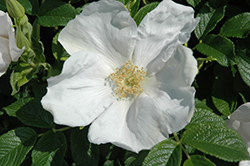 White Rugosa Rose (Rosa rugosa 'Alba') at A Very Successful Garden Center