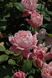 Romantic Palace Rose (Rosa 'Poulmanti') at Lakeshore Garden Centres